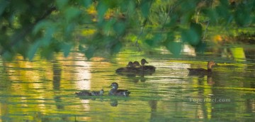 ducks in spring pond Oil Paintings